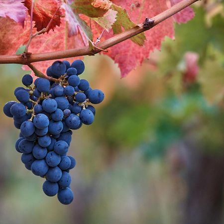 La Casa Del Vino - B&B Tollo 외부 사진