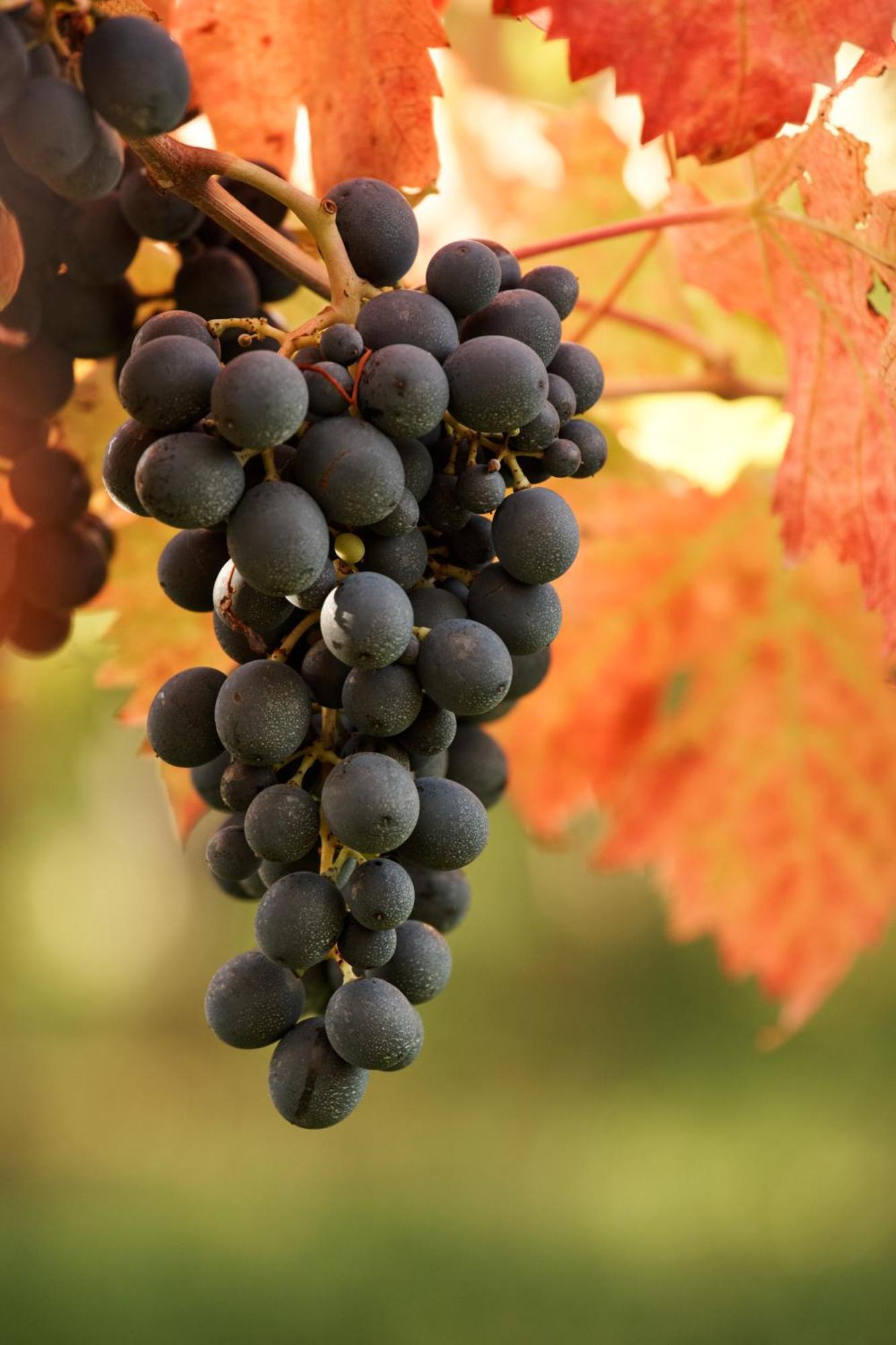 La Casa Del Vino - B&B Tollo 외부 사진